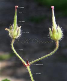 Cymule (Flower pair)